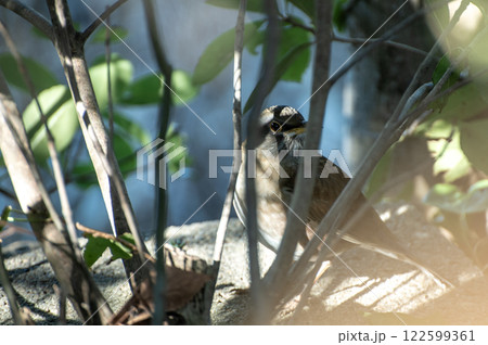 藪の中のシロハラ 122599361