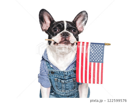 Cute puppy and American Flag. Studio shot 122599576
