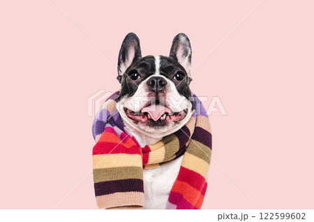 Cute puppy and knitted winter scarf. Studio shot 122599602