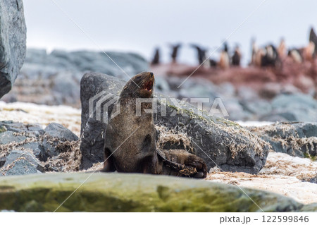 Fur seal on a rock Fur seal on a rock 122599846