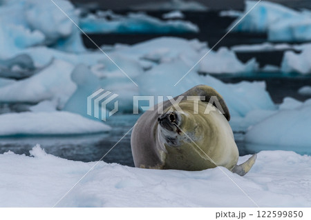 Crabeater Seal resting on a sheet of ice Crabeater Seal resting on a sheet of ice 122599850