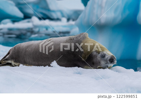 Crabeater Seal resting on a sheet of ice 122599851