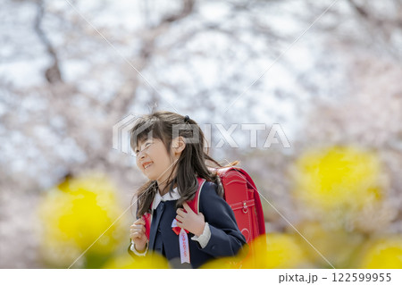 菜の花と桜の咲く公園を歩く小学一年生 122599955