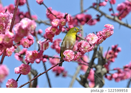 満開の紅梅にメジロさん （ 春イメージ ）（ ほのぼのイメージ ） 122599958