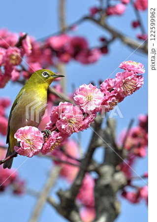 満開の紅梅にメジロさん ( 春イメージ )( ほのぼのイメージ ) 満開の紅梅にメジロさん ( 春イメージ )( ほのぼのイメージ ) 122599962
