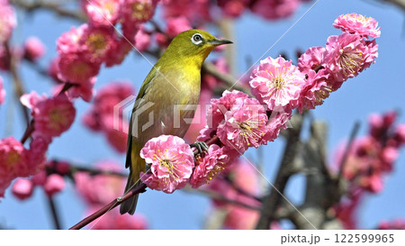 満開の紅梅にメジロさん （ 春イメージ ）（ ほのぼのイメージ ） 122599965