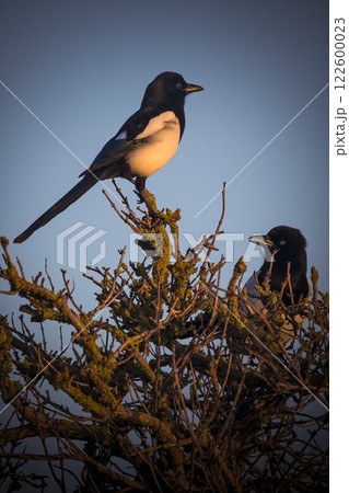 Paid of Magpies in late evening golden sunlight 122600023