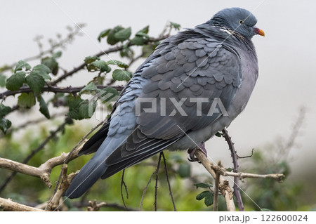 Wood pigeon perched on twig against grey sky 122600024