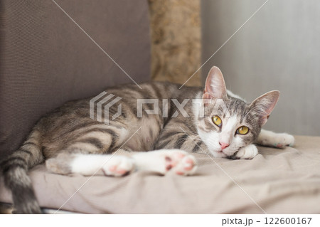 Dreaming tabby cat resting at home 122600167