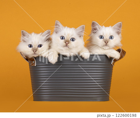 Birman kittens in bucket on orange background Birman kittens in bucket on orange background 122600198