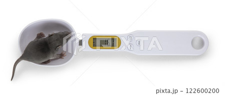 Rat on digital scale on white 122600200