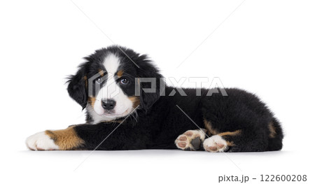 Bernese Mountaindog puppy on white 122600208