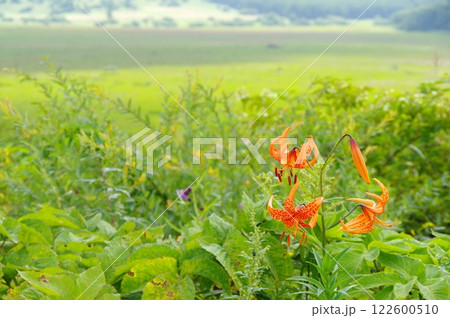 夏の霧ヶ峰・八島湿原 夏の霧ヶ峰・八島湿原 122600510