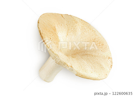 fresh milk cap boletus mushroom isolated on white background. Top view. Flat lay 122600635