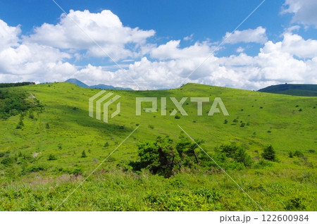 夏の霧ヶ峰 122600984