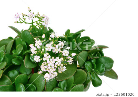 金のなる木の花（花月） 122601020