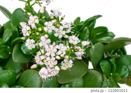 金のなる木の花（花月） 122601021