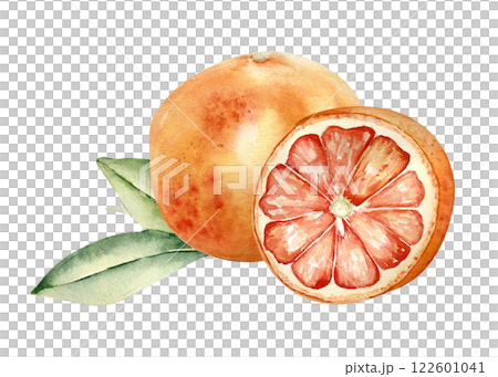 Red ripe grapefruits on leaves watercolor illustration isolated. Whole and half citrus paradisi fruits and leafy stem hand drawn sketch. Juicy Red orange in botanical style painted. Citrus fruits art. Red ripe grapefruits on leaves watercolor illustration isolated. Whole and half citrus paradisi fruits and leafy stem hand drawn sketch. Juicy Red orange in botanical style painted. Citrus fruits art. 122601041