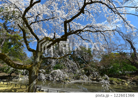 京都御苑 青空に映える満開の近衛邸の桜 京都御苑 青空に映える満開の近衛邸の桜 122601366