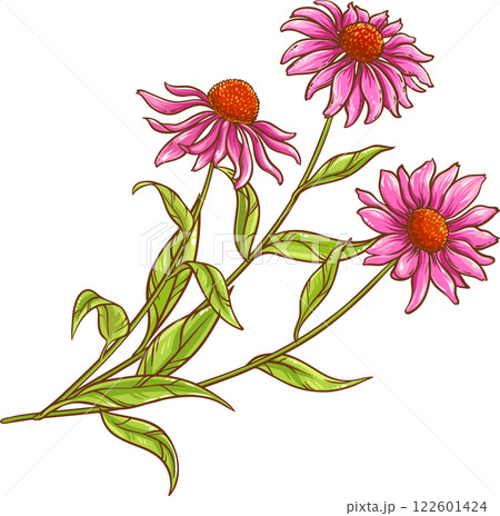 Echinacea Purpurea Plant with Flower Leaves Colored Detailed Illustration. Echinacea Purpurea Plant with Flower Leaves Colored Detailed Illustration. 122601424