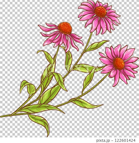 Echinacea Purpurea Plant with Flower Leaves Colored Detailed Illustration. Echinacea Purpurea Plant with Flower Leaves Colored Detailed Illustration. 122601424