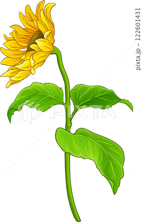 Sunflower Plant with Flower  and Leaves Colored Detailed Illustration. Sunflower Plant with Flower  and Leaves Colored Detailed Illustration. 122601431