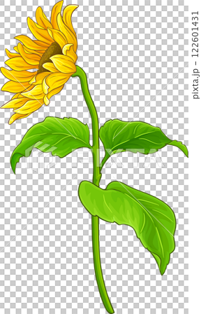 Sunflower Plant with Flower  and Leaves Colored Detailed Illustration. Sunflower Plant with Flower  and Leaves Colored Detailed Illustration. 122601431