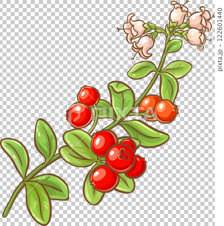 Cranberry Branch with Flowers, Berries and Leaves Colored Detailed Illustration. Organic natural nutritional healthy food ingredient, vegetarian diet product. 122601440