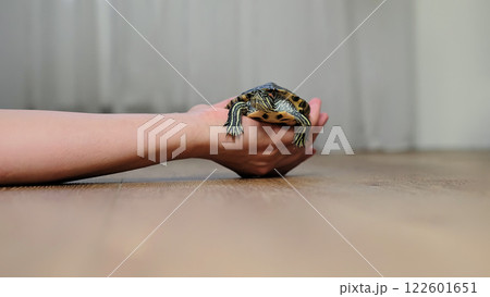 A turtle is lifted slightly above the floor, cradled in a hand. The image focuses on the peaceful and protective relationship between people and their animal companions. 122601651