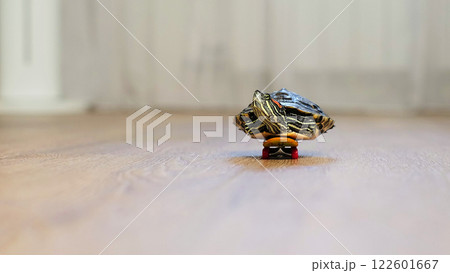 close-up shot of a turtle placed on a skateboard, rolling across a smooth wooden surface. The unusual combination creates a whimsical and imaginative moment indoors. close-up shot of a turtle placed on a skateboard, rolling across a smooth wooden surface. The unusual combination creates a whimsical and imaginative moment indoors. 122601667