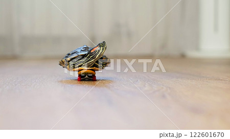 close-up shot of a turtle placed on a skateboard, rolling across a smooth wooden surface. The unusual combination creates a whimsical and imaginative moment indoors. 122601670