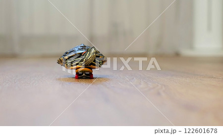 turtle is seen gliding on a tiny skateboard indoors, creating a whimsical and amusing scene. This image blends the charm of nature with an imaginative twist on everyday life. 122601678