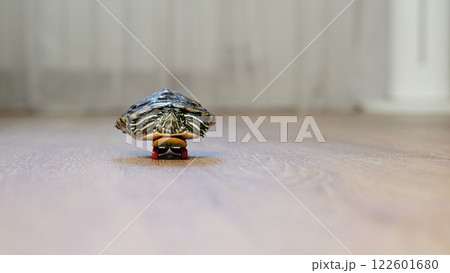 turtle is seen gliding on a tiny skateboard indoors, creating a whimsical and amusing scene. This image blends the charm of nature with an imaginative twist on everyday life. turtle is seen gliding on a tiny skateboard indoors, creating a whimsical and amusing scene. This image blends the charm of nature with an imaginative twist on everyday life. 122601680