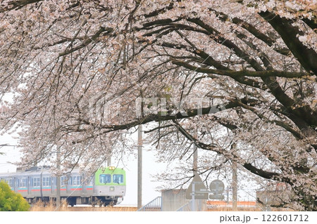 上毛電気鉄道「桜並木の隙間から眺めた鶯色の列車」 上毛電気鉄道「桜並木の隙間から眺めた鶯色の列車」 122601712