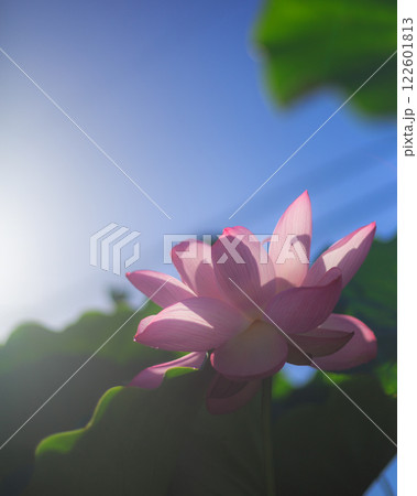 夏の伊豆旅行　シュノーケリング　海水浴 122601813