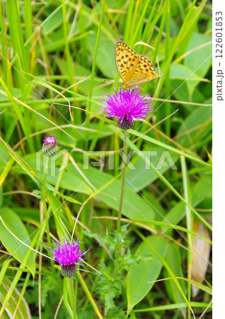 アザミの花とヒョウモンチョウ アザミの花とヒョウモンチョウ 122601853