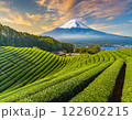 富士と茶畑の夕暮れ 122602215