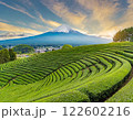 美しい茶畑の風景と富士 122602216