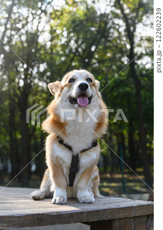 Welsh corgi on a wooden platform in the park. 122602239