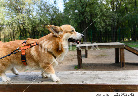 Welsh corgi in a harness on a training ground. 122602242