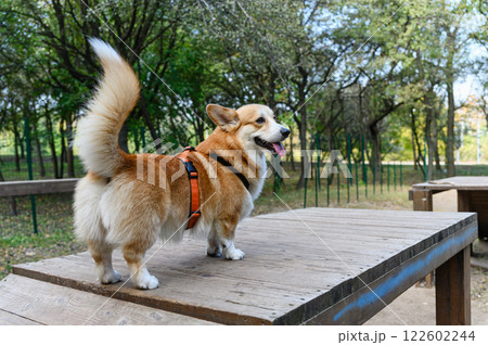 Corgi dog in an orange harness stands on a wooden platform. 122602244