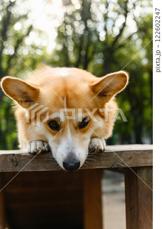 Close-up of a Welsh corgi resting on a wooden platform. 122602247