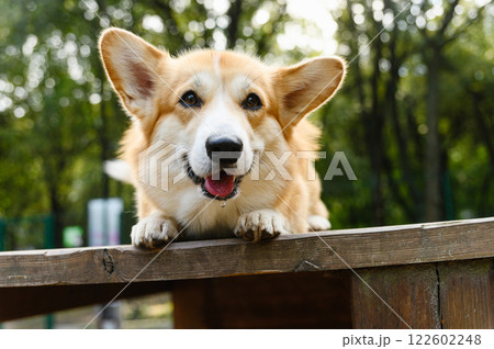 Welsh corgi lying on a wooden platform outdoors. 122602248