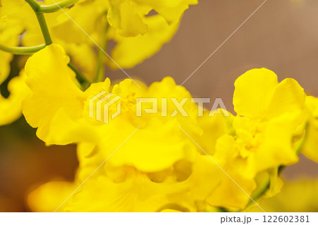 家の周りの草花 四季の色々 植物園の温室を彩どる色鮮やかな花が咲きました 家の周りの草花 四季の色々 植物園の温室を彩どる色鮮やかな花が咲きました 122602381
