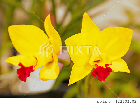 家の周りの草花 四季の色々 植物園の温室を彩どる色鮮やかな花が咲きました 家の周りの草花 四季の色々 植物園の温室を彩どる色鮮やかな花が咲きました 122602382