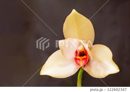 家の周りの草花 四季の色々 植物園の温室を彩どる色鮮やかな花が咲きました 家の周りの草花 四季の色々 植物園の温室を彩どる色鮮やかな花が咲きました 122602387
