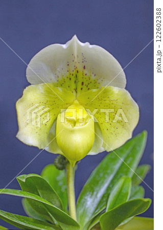 家の周りの草花 四季の色々 植物園の温室を彩どる色鮮やかな花が咲きました 家の周りの草花 四季の色々 植物園の温室を彩どる色鮮やかな花が咲きました 122602388