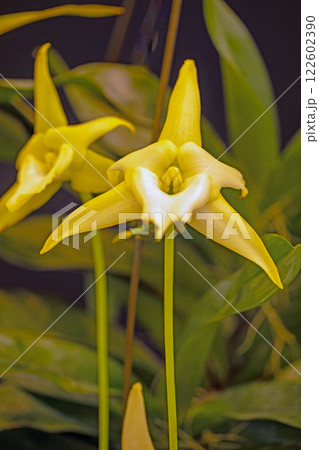 家の周りの草花　四季の色々　植物園の温室を彩どる色鮮やかな花が咲きました 122602390