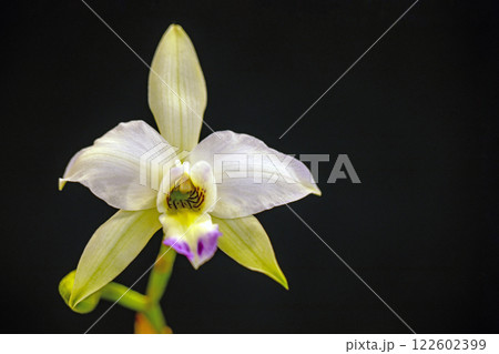 家の周りの草花　四季の色々　植物園の温室を彩どる色鮮やかな花が咲きました 122602399