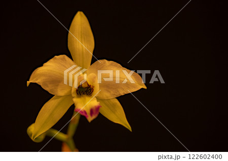 家の周りの草花　四季の色々　植物園の温室を彩どる色鮮やかな花が咲きました 122602400